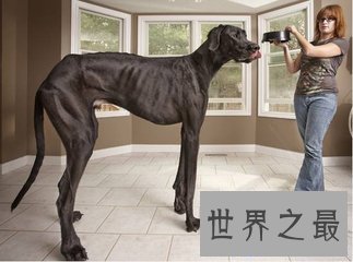 【图】大乔治是目前世界上最大的狗 它的分量比一局部