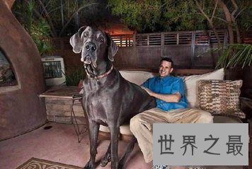 【图】大乔治是目前世界上最大的狗 它的分量比一局部