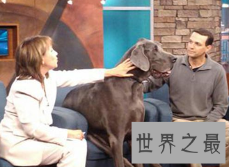 【图】大乔治是目前世界上最大的狗 它的分量比一局部