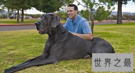 【图】大乔治是目前世界上最大的狗 它的分量比一局部