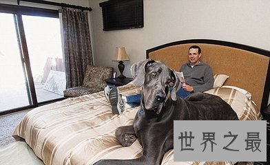 【图】大乔治是目前世界上最大的狗 它的分量比一局部