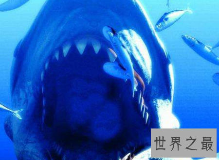 【图】巨齿鲨曾经陆地中的霸主终究为何会灭绝