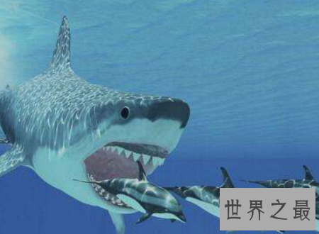 【图】巨齿鲨曾经陆地中的霸主终究为何会灭绝