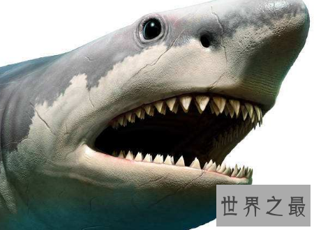 【图】巨齿鲨曾经陆地中的霸主终究为何会灭绝