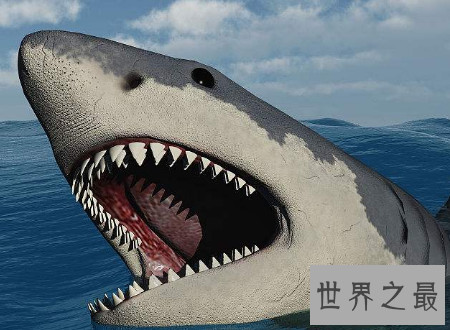 【图】巨齿鲨曾经陆地中的霸主终究为何会灭绝