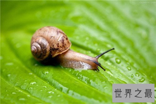 【图】雌雄同体的动物都有哪些 两性动物的存在很顺便