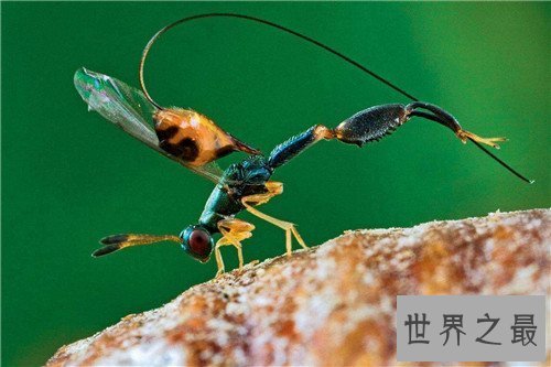 【图】雌雄同体的动物都有哪些 两性动物的存在很顺便