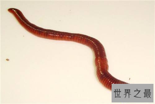 【图】雌雄同体的动物都有哪些 两性动物的存在很顺便