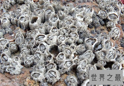 【图】雌雄同体的动物都有哪些 两性动物的存在很顺便
