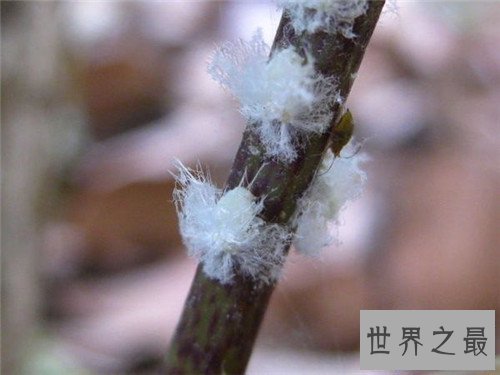 【图】雌雄同体的动物都有哪些 两性动物的存在很顺便