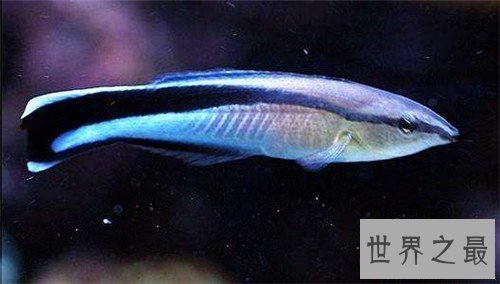 【图】雌雄同体的动物都有哪些 两性动物的存在很顺便