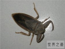 【图】田鳖可以食用吗 原来它生活在浅水是因为这个