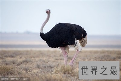 【图】世界上最大的鸟竟然是它 万万没想到