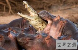 【图】鳄鱼为什么不吃河马这是个值得研究的问题