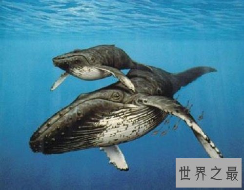 【图】鲸鱼的先人，竟然是生存在海洋上的生物，形似