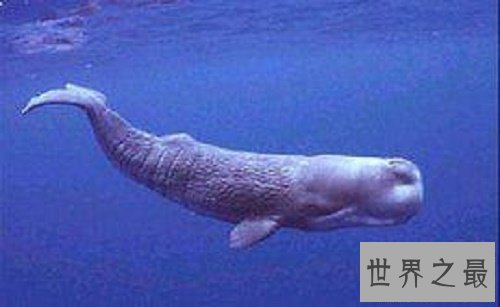 【图】鲸鱼的先人，竟然是生存在海洋上的生物，形似