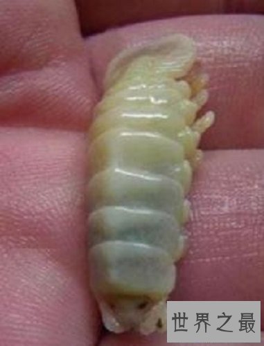 【图】贝蒂寄生虫吃鱼舌头生活的寄生虫