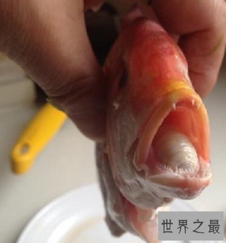 【图】贝蒂寄生虫吃鱼舌头生活的寄生虫