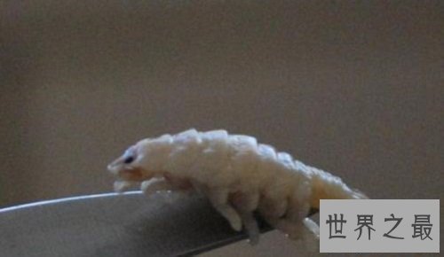 【图】贝蒂寄生虫吃鱼舌头生活的寄生虫