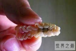 【图】贝蒂寄生虫吃鱼舌头生存的寄生虫