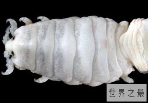 【图】贝蒂寄生虫吃鱼舌头生活的寄生虫