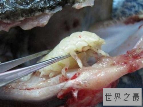 【图】贝蒂寄生虫吃鱼舌头生活的寄生虫