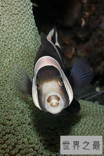 【图】贝蒂寄生虫吃鱼舌头生活的寄生虫
