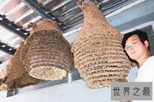【图】中国大虎头蜂 能蛰死人的大黄蜂简介