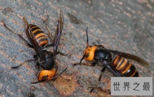 【图】中国大虎头蜂 能蛰死人的大黄蜂简介