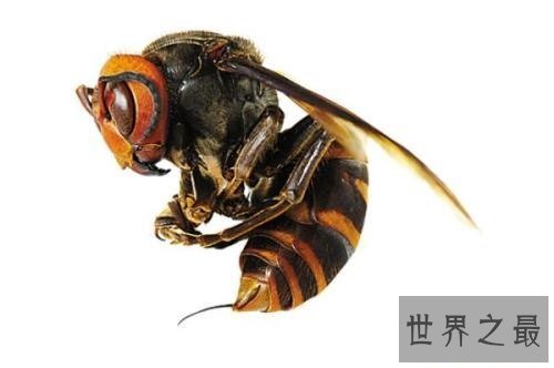 【图】中国大虎头蜂 能蛰死人的大黄蜂简介