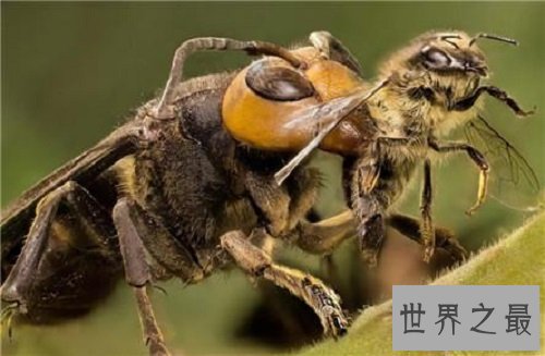 【图】中国大虎头蜂 能蛰死人的大黄蜂简介