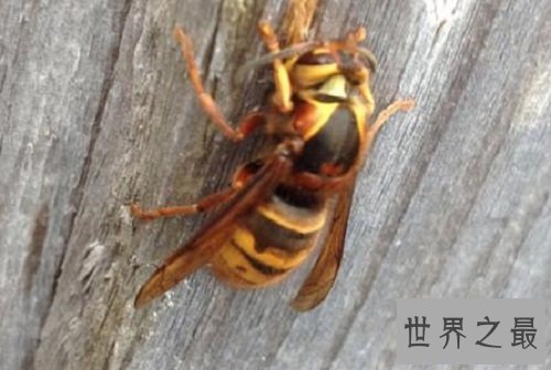 【图】中国大虎头蜂 能蛰死人的大黄蜂简介