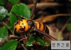 【图】中国大虎头蜂 能蛰死人的大黄蜂简介