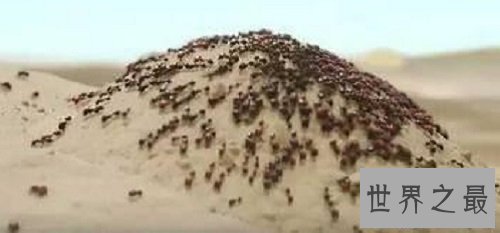 【图】食人蚁 拳头大小的蚂蚁 可能吃人的蚂蚁
