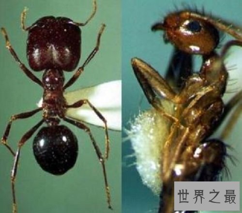 【图】食人蚁 拳头大小的蚂蚁 可能吃人的蚂蚁