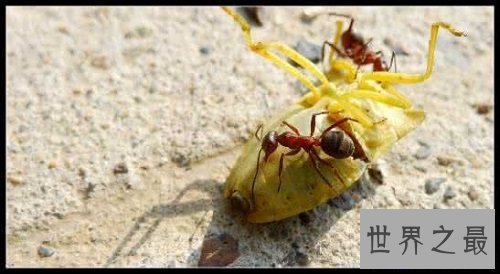 【图】食人蚁 拳头大小的蚂蚁 可能吃人的蚂蚁