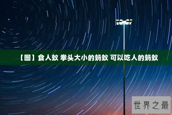 【图】食人蚁 拳头大小的蚂蚁 可以吃人的蚂蚁