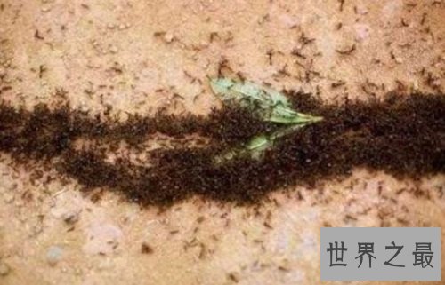 【图】食人蚁 拳头大小的蚂蚁 可能吃人的蚂蚁