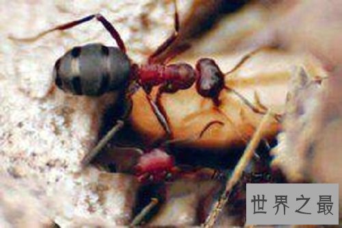 【图】食人蚁 拳头大小的蚂蚁 可能吃人的蚂蚁