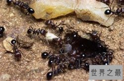 【图】食人蚁 拳头大小的蚂蚁 可以吃人的蚂蚁