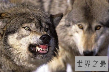 【图】北美灰狼号称地球上最大的犬科动物它们还有这