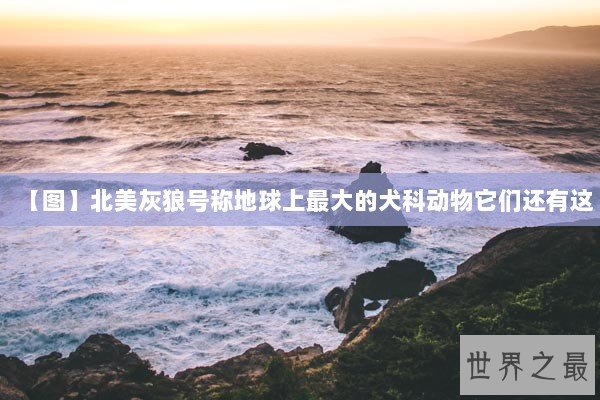 【图】北美灰狼号称地球上最大的犬科动物它们还有这