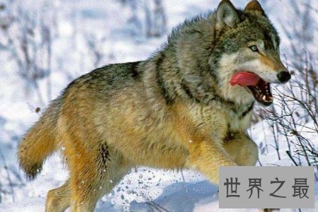 【图】北美灰狼号称地球上最大的犬科动物它们还有这