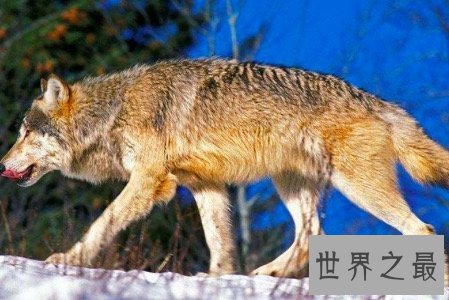 【图】北美灰狼号称地球上最大的犬科动物它们还有这