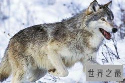 【图】北美灰狼号称地球上最大的犬科动物它们还有这