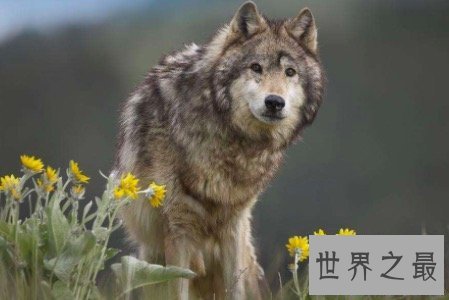 【图】北美灰狼号称地球上最大的犬科动物它们还有这