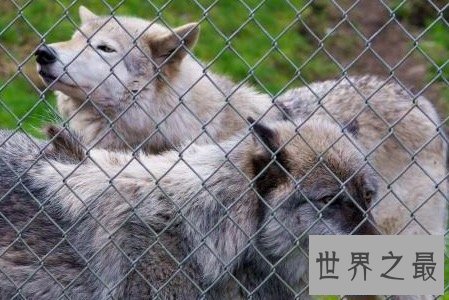 【图】北美灰狼号称地球上最大的犬科动物它们还有这