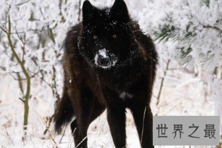 【图】北美灰狼号称地球上最大的犬科动物它们还有这