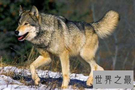【图】北美灰狼号称地球上最大的犬科动物它们还有这