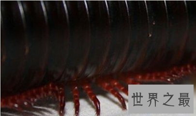 【图】巨型马陆被人们成为海洋爬行霸王 它又称为千足